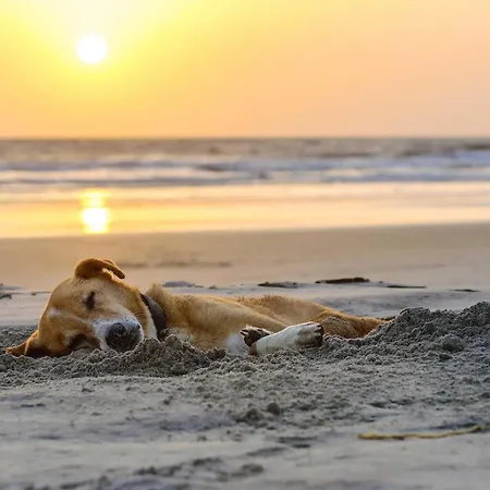 Backboard - Haustierfreundliche Mit Nordbalkon Fuer Bis Zu 3 Personen